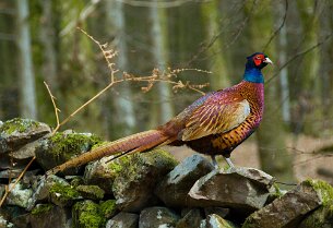 _AAA0705edit from nef